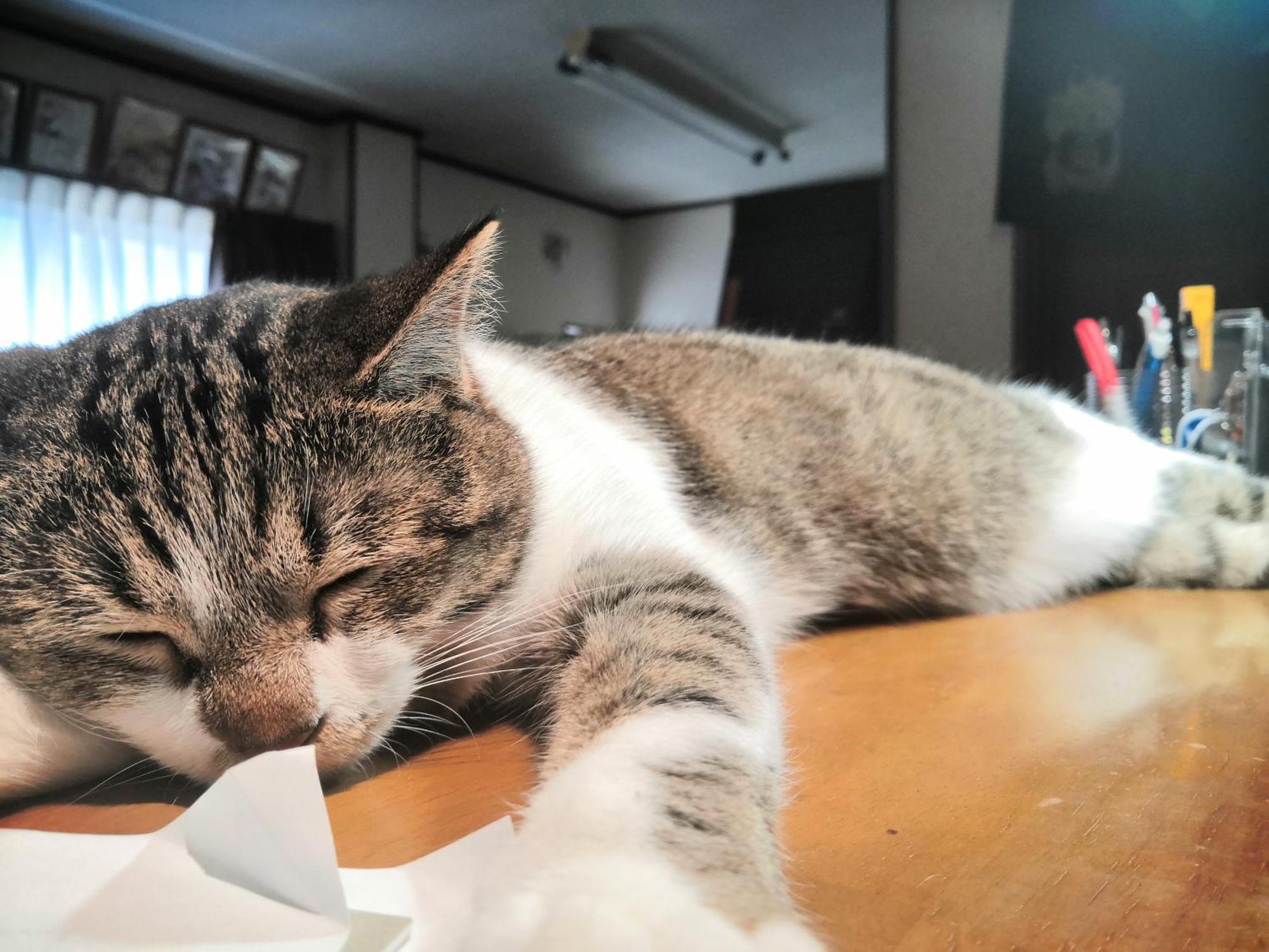 Tiny Guesthouse Umekoji 梅小路 Kyoto Ngoại thất bức ảnh